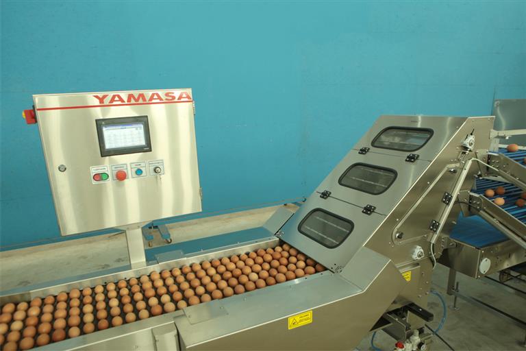 Produtos - Embandejadora YHD para ovos férteis com classificadora por ...